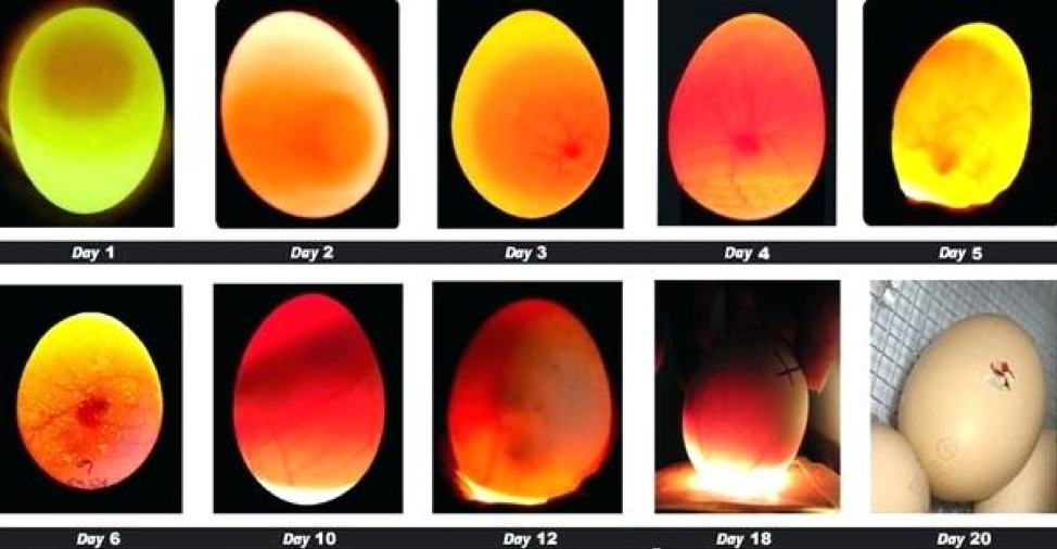 Koop Kam Update To Hatch Or Not To Hatch Kamm Mckenzie Obgyn